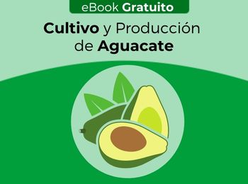 eBook Gratuito: Manual de Cultivo y Producción de Aguacate